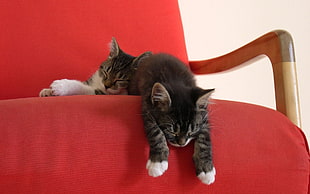 two brown tabby cats on red fabric padded chair